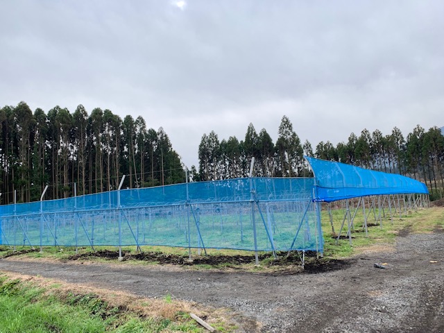 ぶどう園の防風ネットが完成しました 実りの２６５